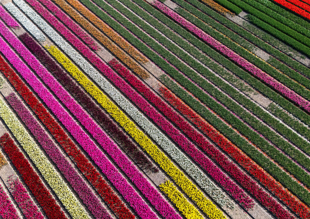 Aerial drone landscape of colourful dutch countryside