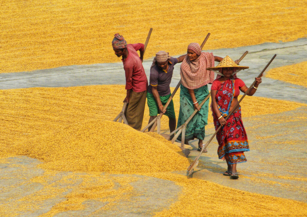A group of women working field