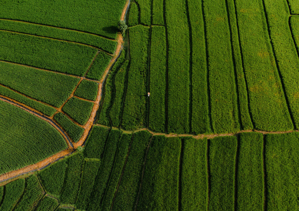 An aerial view of a lush green field with a person walking
