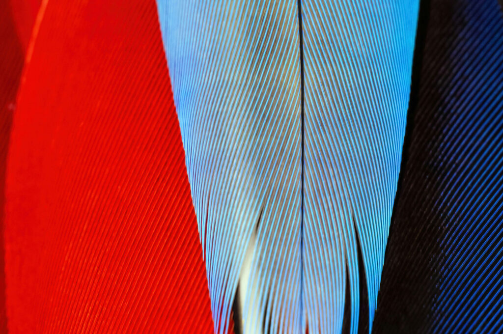 Close up of colourful parrot feather