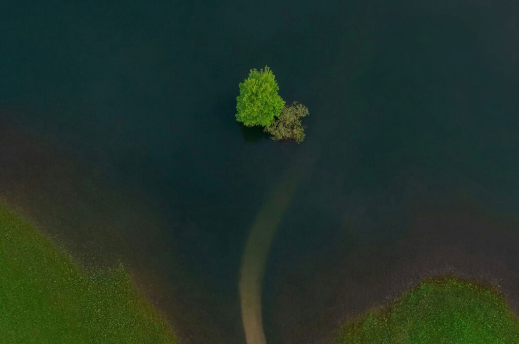 A lone tree in the middle of a grassy field
